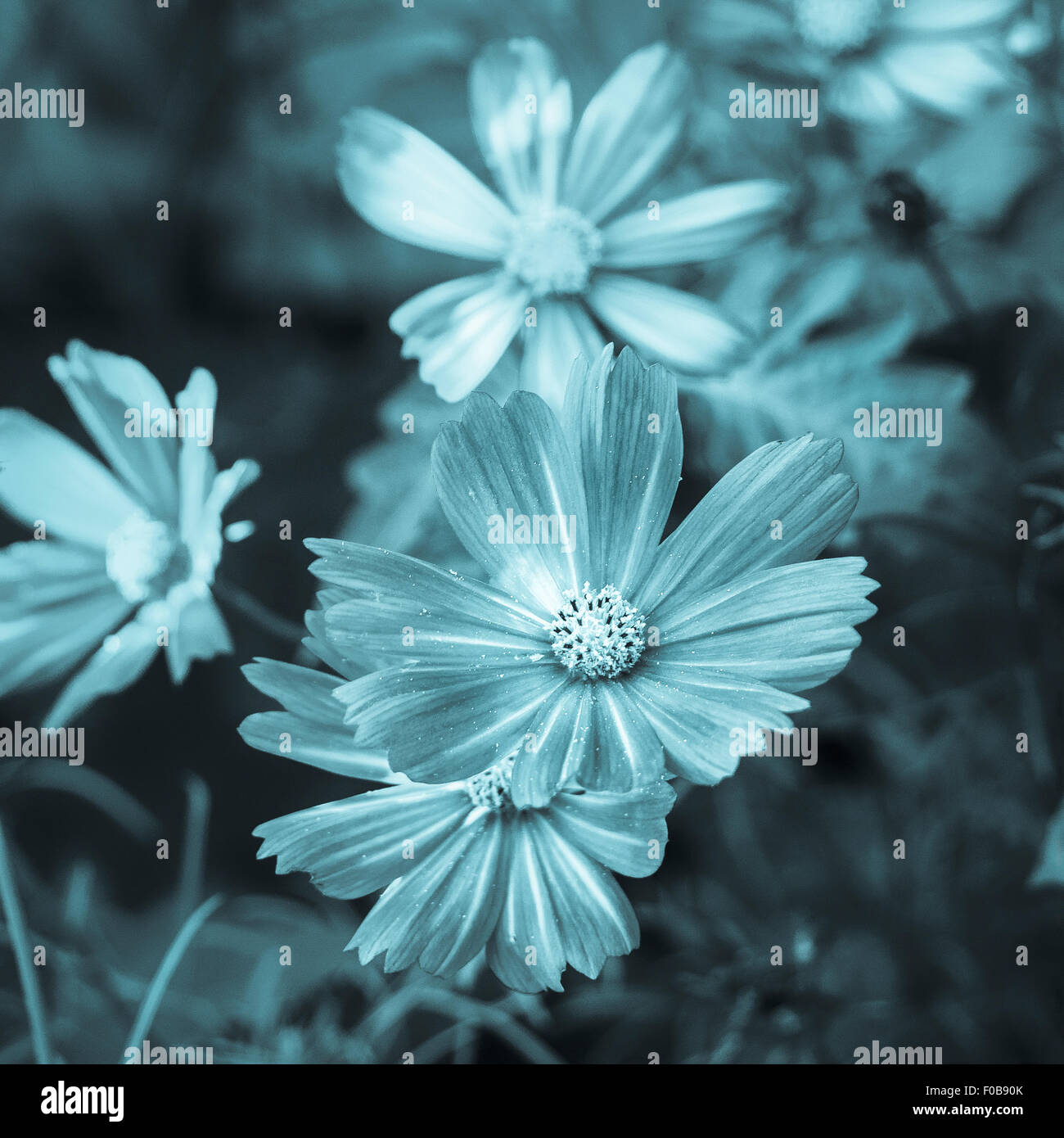 Schöne Kosmos Blumen blühen im Sommergarten. Cyanotypie Prozess Foto Asteraceae Familie quadratische Format Textfreiraum Stockfoto