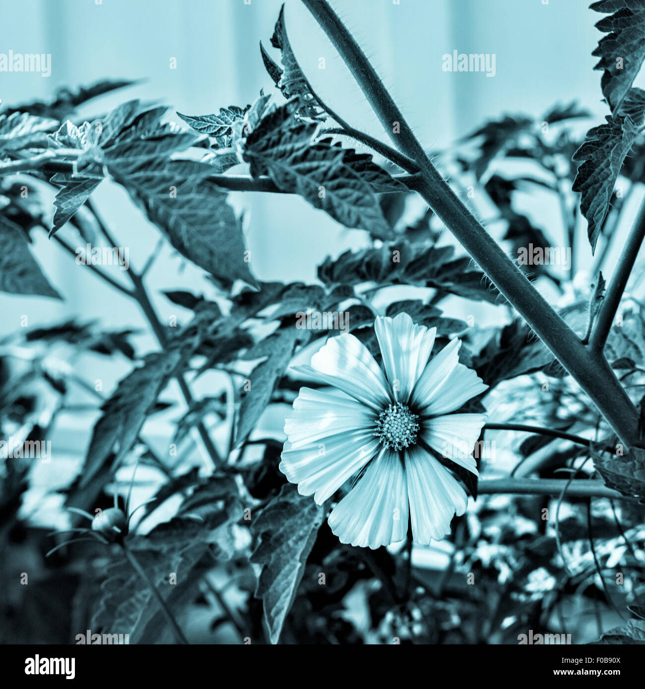 Eine einzelne Kosmos Blume blüht im Sommergarten. Cyanotypie Prozess Foto Asteraceae Familie quadratische Format Textfreiraum Stockfoto