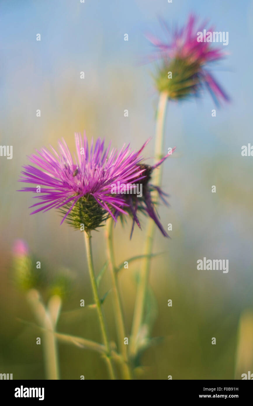 Selvatic lila Blume in einem Feld Stockfoto