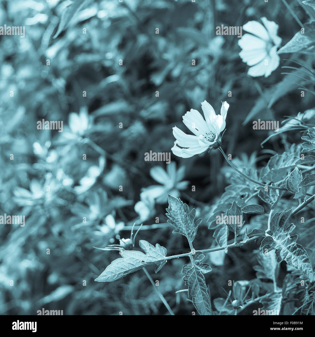 Schöne Kosmos Blumen blühen im Sommergarten. Cyanotypie Prozess Foto Asteraceae Familie quadratische Format Textfreiraum Stockfoto