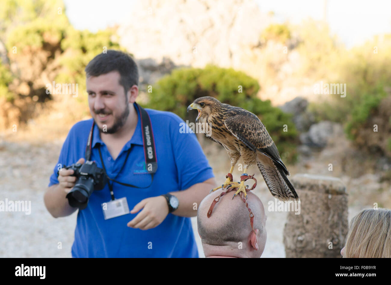 Juvenile nördlichen Habicht, Accipiter Gentilis, auf Fett Kopf des Mannes bei einer Falknerei-Show in Bergen, Benalmadena, Spanien. Stockfoto