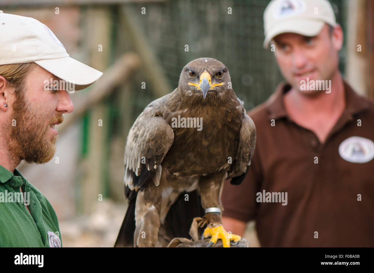 Goldener Adler, Aquila Chrysaetos, Falknerei-Show in Bergen, Benalmadena, Spanien. Stockfoto