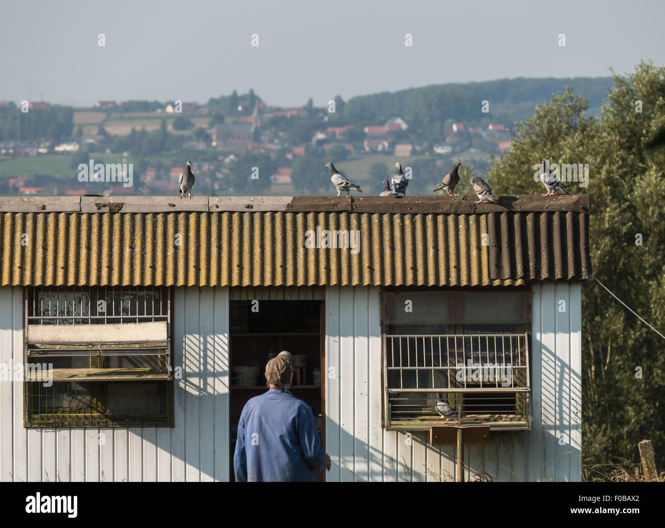 Taube Züchter Stockfoto