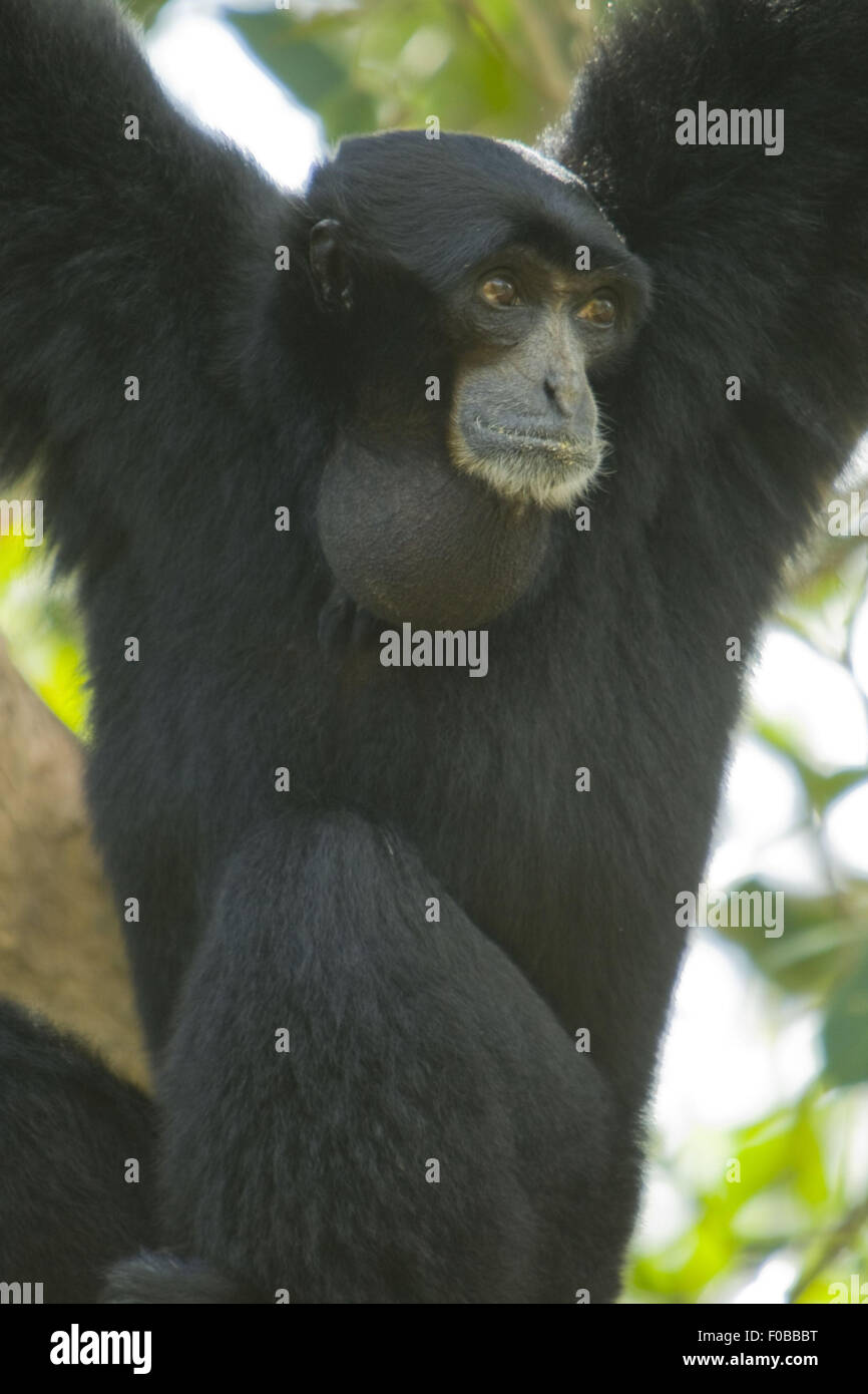 Nahaufnahme des schwarzen Gibbon-Affen im Baum hängen. Stockfoto