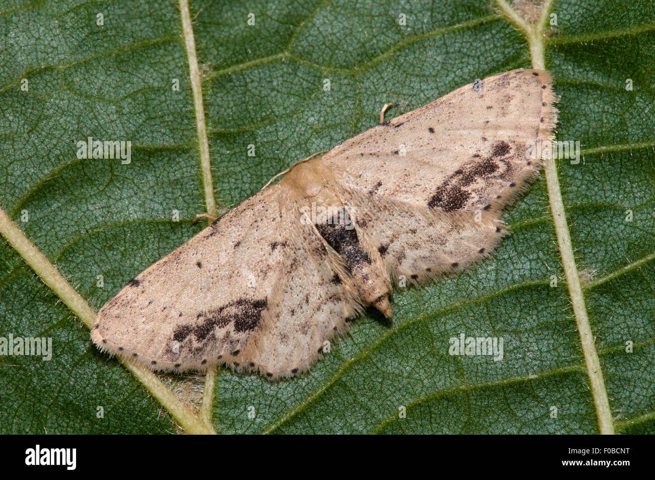 Single-gepunktete Welle (Idaea Dimidiata) thront auf einem Blatt in einem Garten in Thirsk, North Yorkshire. Juli. Stockfoto
