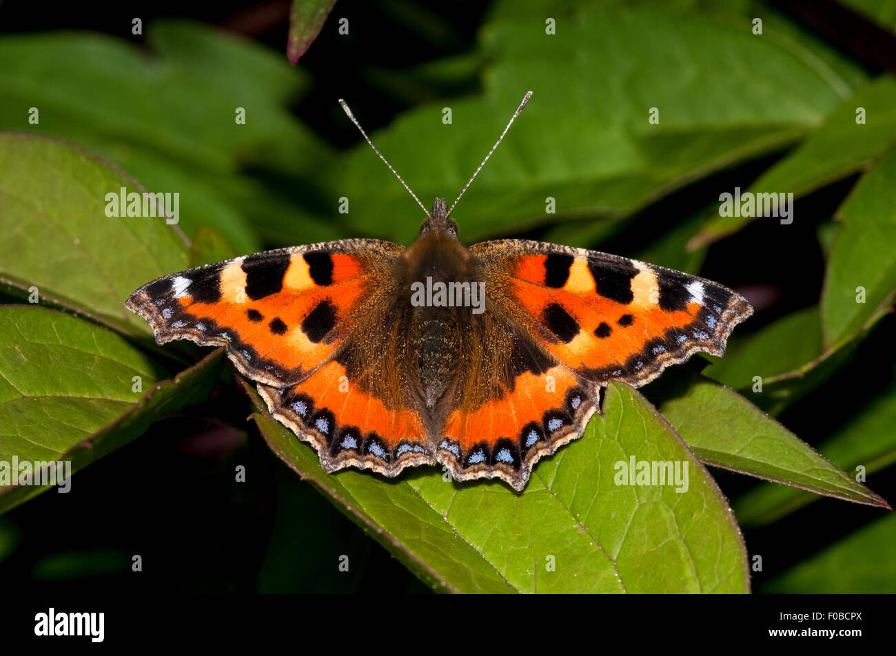 Kleiner Fuchs (Aglais Urticae) Erwachsenen sonnen sich auf einem Blatt in einem Garten in Sowerby, North Yorkshire. Juli. Stockfoto