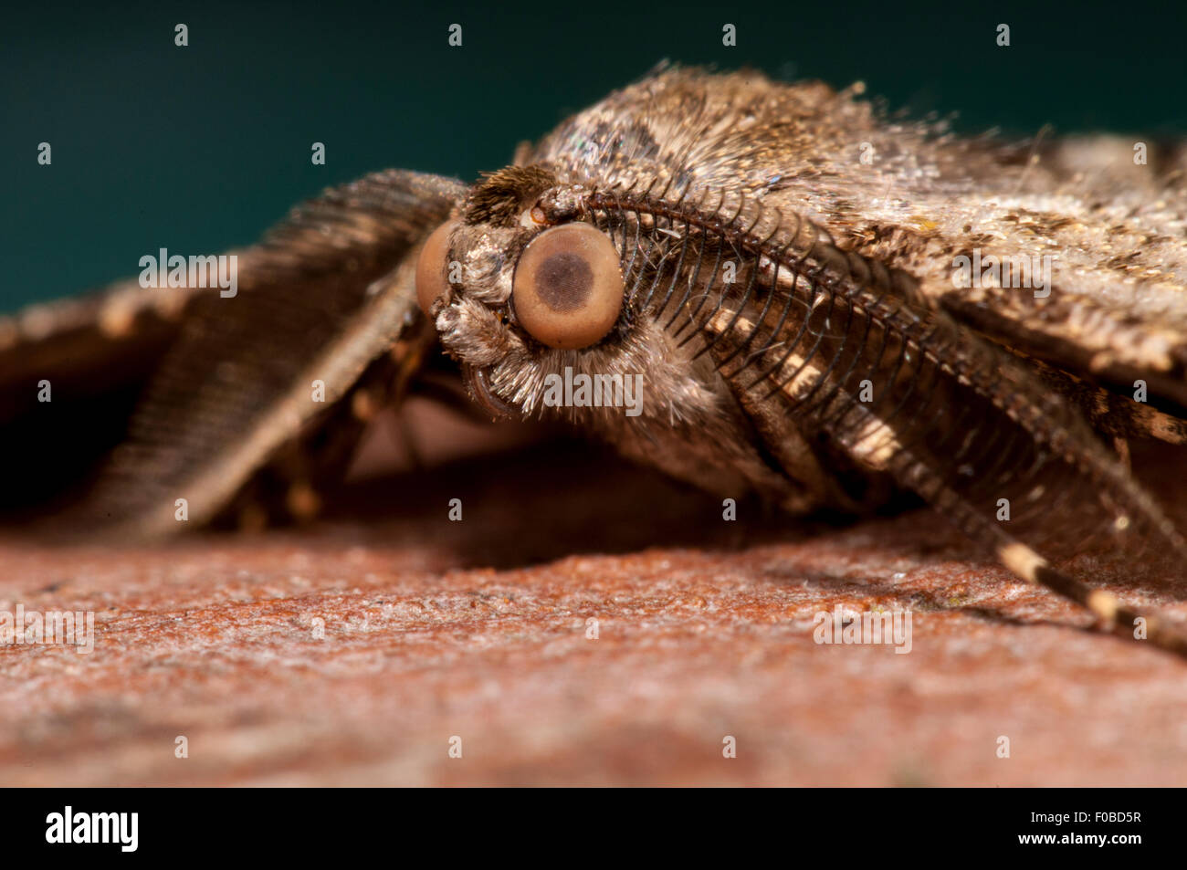 Willow Schönheit (Peribatodes Rhomboidaria) extreme close-up auf dem Gesicht eines Erwachsenen thront auf einem Baumstamm in einem Garten in Sowerby Stockfoto