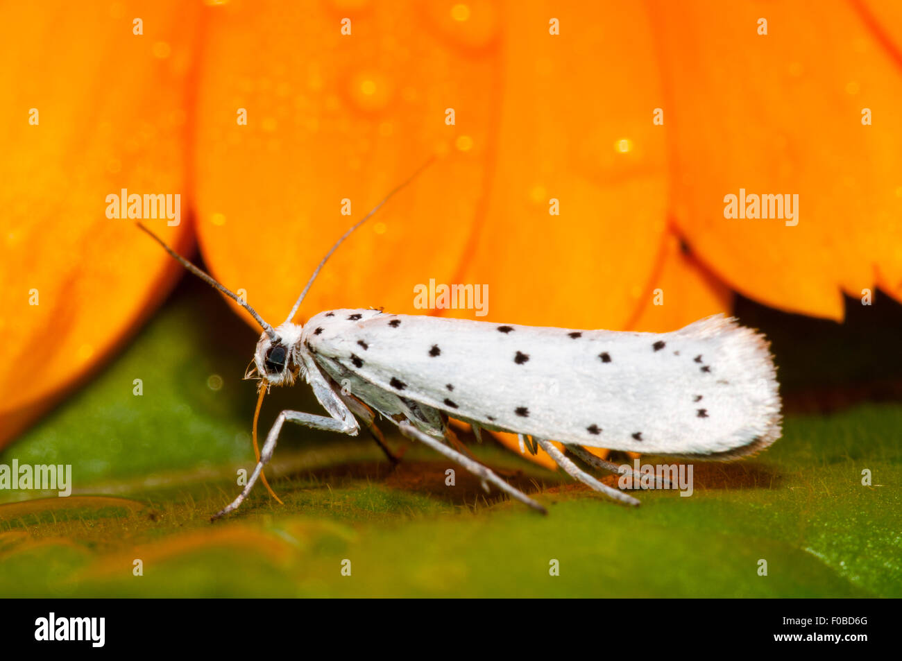 Spindel Hermelin (Yponomeuta Cagnagella) Erwachsenen thront auf einem Blatt in einem Garten in Sowerby, North Yorkshire. August. Stockfoto