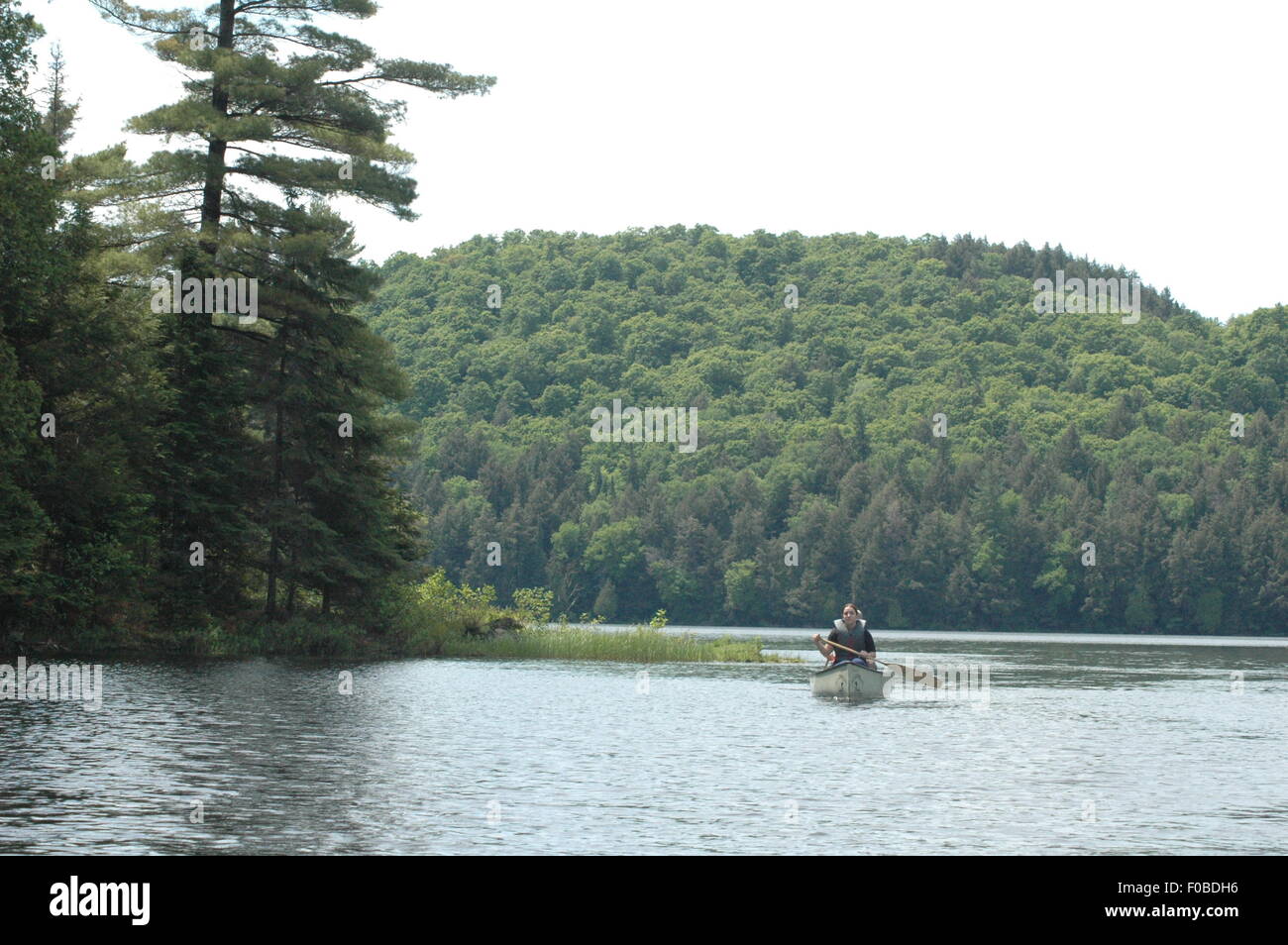 Algonquin Park, Ontario, Wüste, See, Tanne, Stockfoto