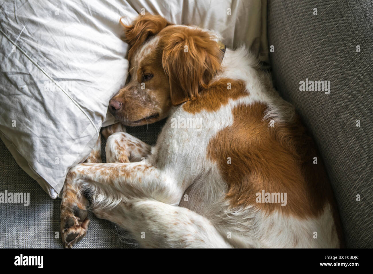 Orange und weiße französische Bretagne Hund schlafend auf Kissen Stockfoto