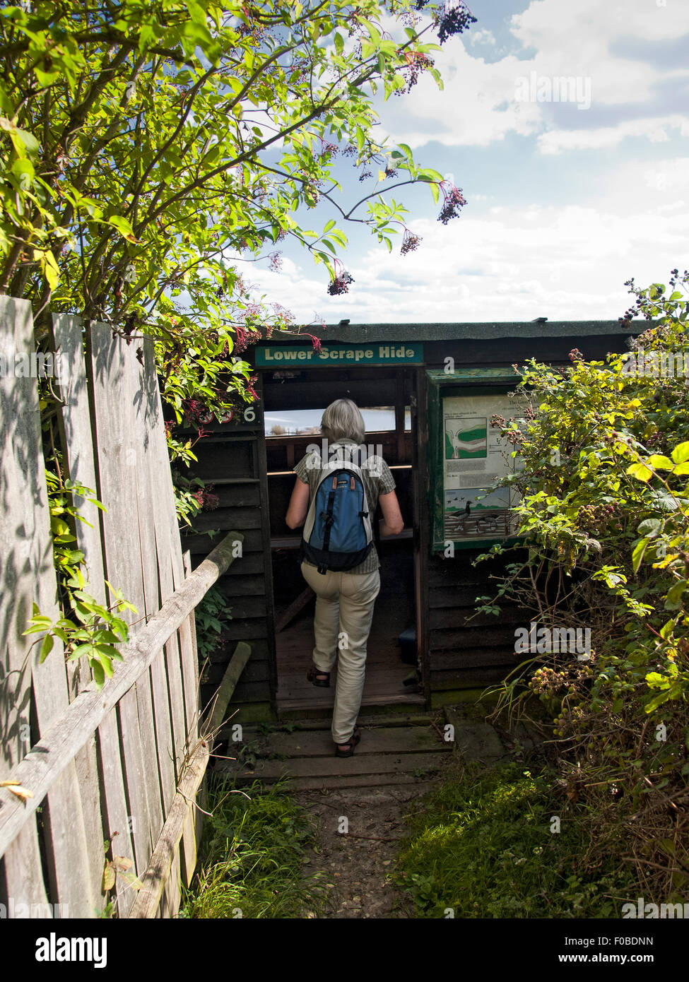 Reife Frau in eine Vogelbeobachtungsstation. East Mersea Wohnungen National Nature Reserve. Mersea Island. Essex. England. VEREINIGTES KÖNIGREICH. Stockfoto