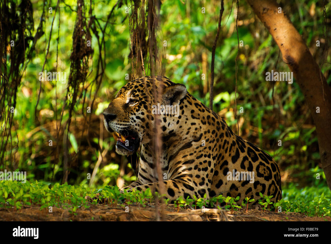 Jaguar (Panthera onca) die Region, die am Ufer des Flusses Três Irmãos im Landgut Mato Grosso liegt, wird Pantanal genannt. Stockfoto