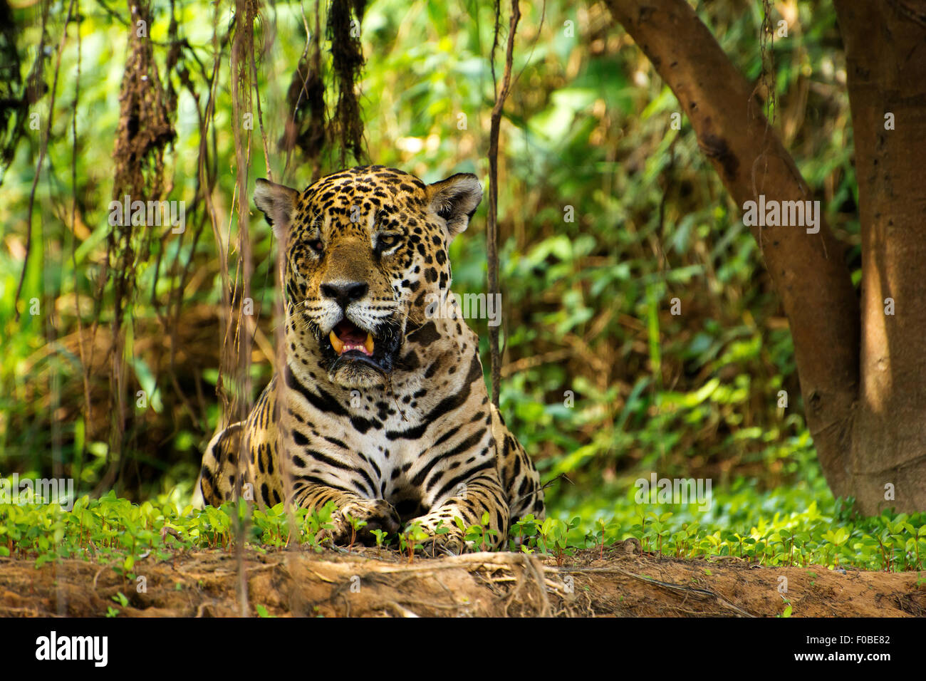 Jaguar (Panthera onca) die Region, die am Ufer des Flusses Três Irmãos im Landgut Mato Grosso liegt, wird Pantanal genannt. Stockfoto