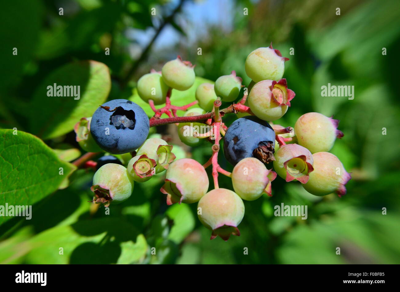 Heidelbeeren reifen Beeren, Obst, Busch, blau, Nahaufnahme Stockfoto