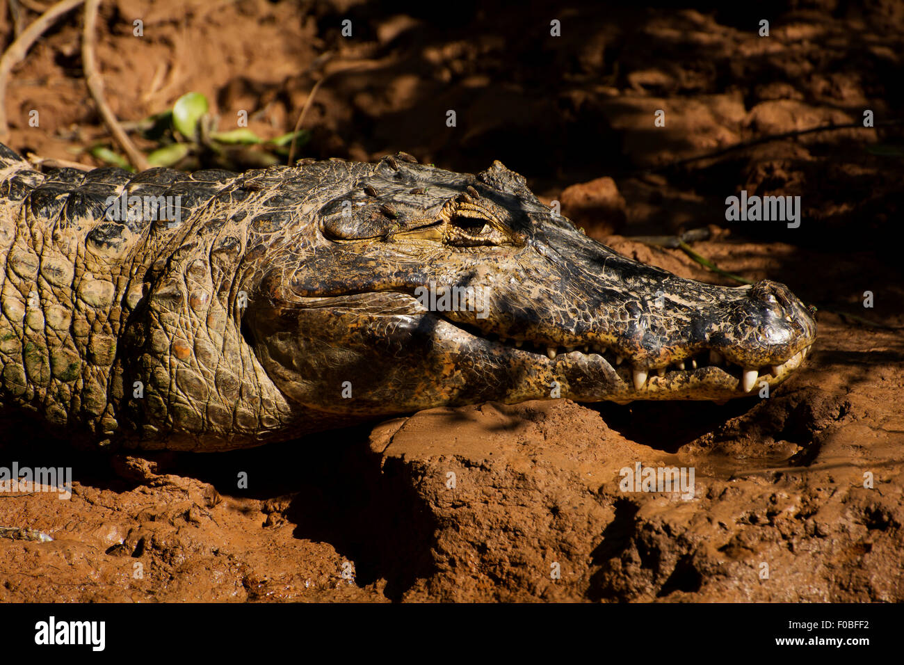 Alligator nehmen ein Sonnenbad in den Banken der Tres Irmãos Fluss im Pantanal von Mato Grosso. Stockfoto