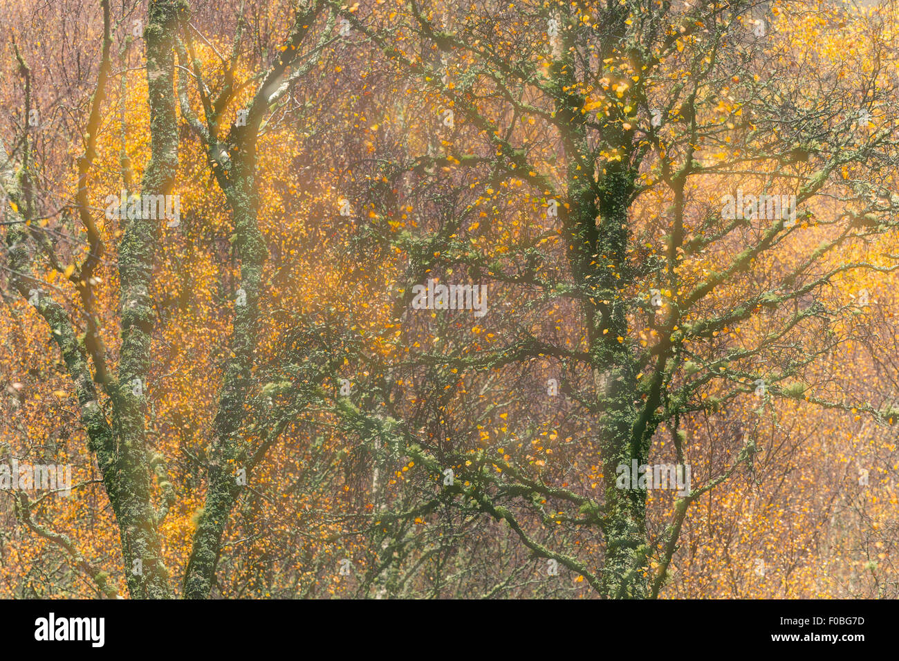 Eindruck von Birke Wald im Herbst mit Mehrfachbelichtungen in der Kamera erstellt Stockfoto