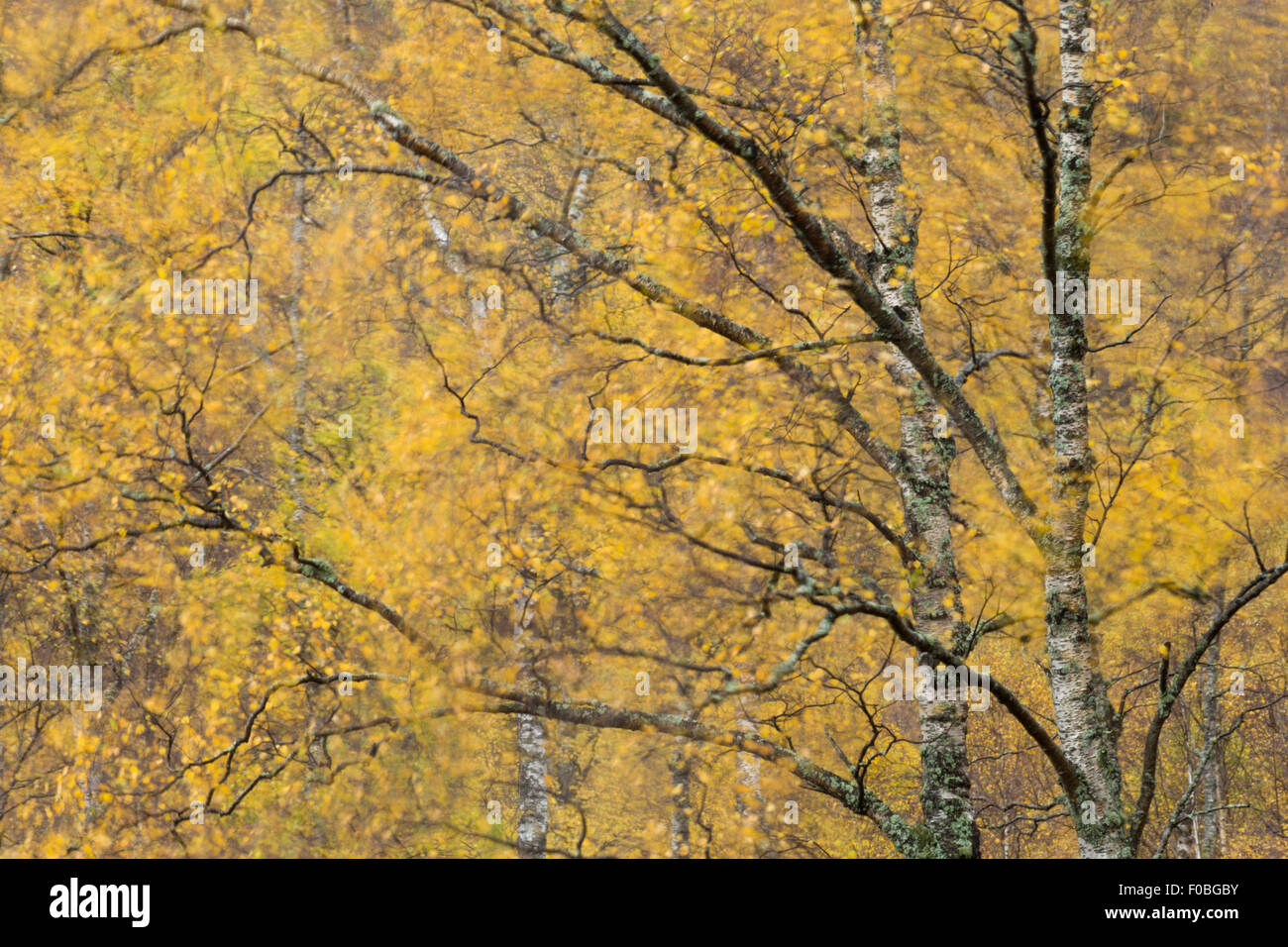 Herbstblätter wehen im Wind, Schottland Stockfoto