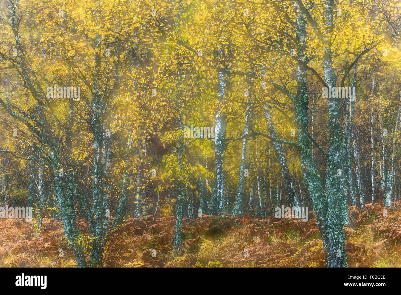 Eindruck von Birke Wald im Herbst mit Mehrfachbelichtungen in der Kamera erstellt Stockfoto