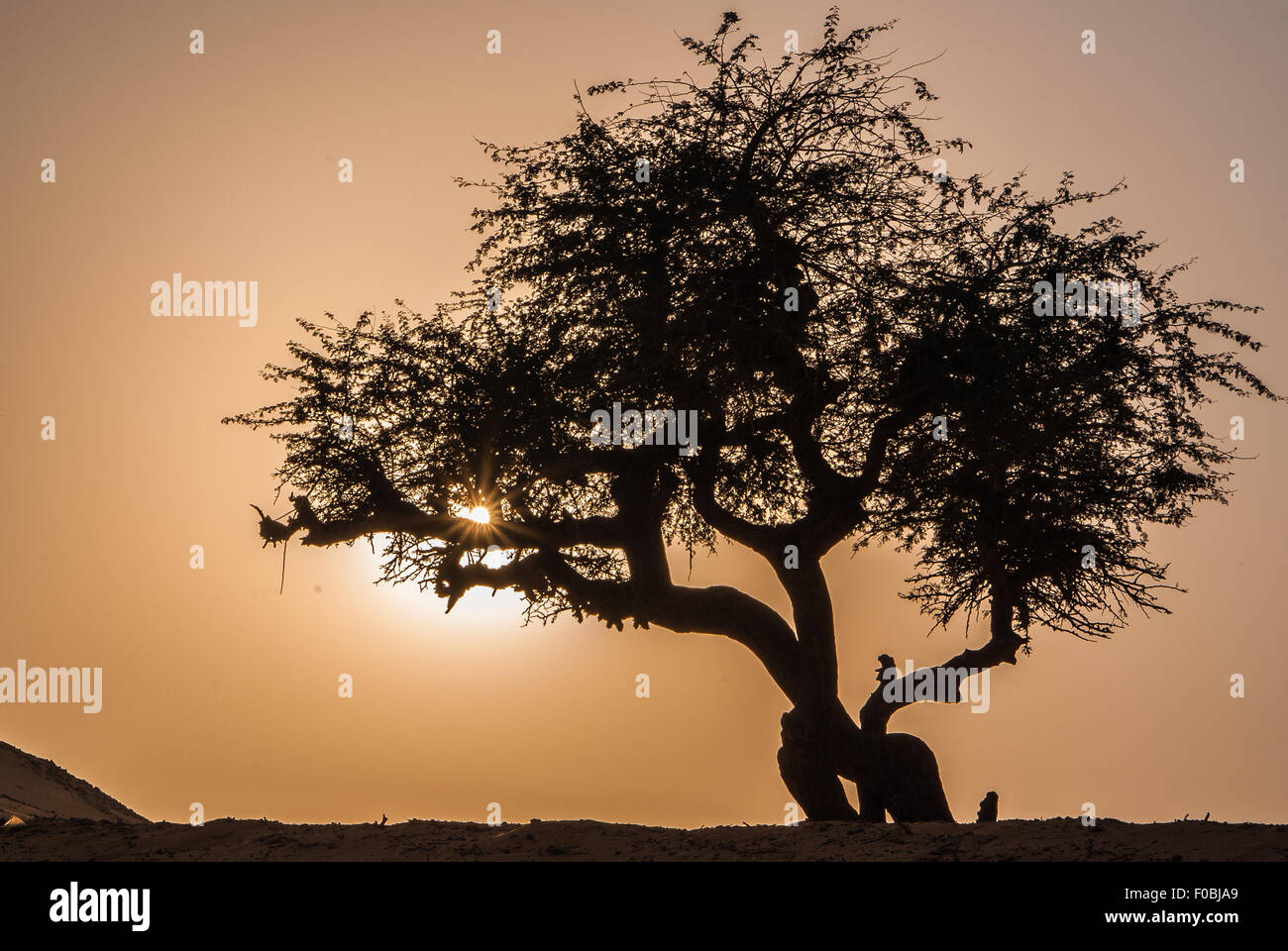 Olive Tree Silhouette in Sahara Wüste, Ägypten Stockfoto