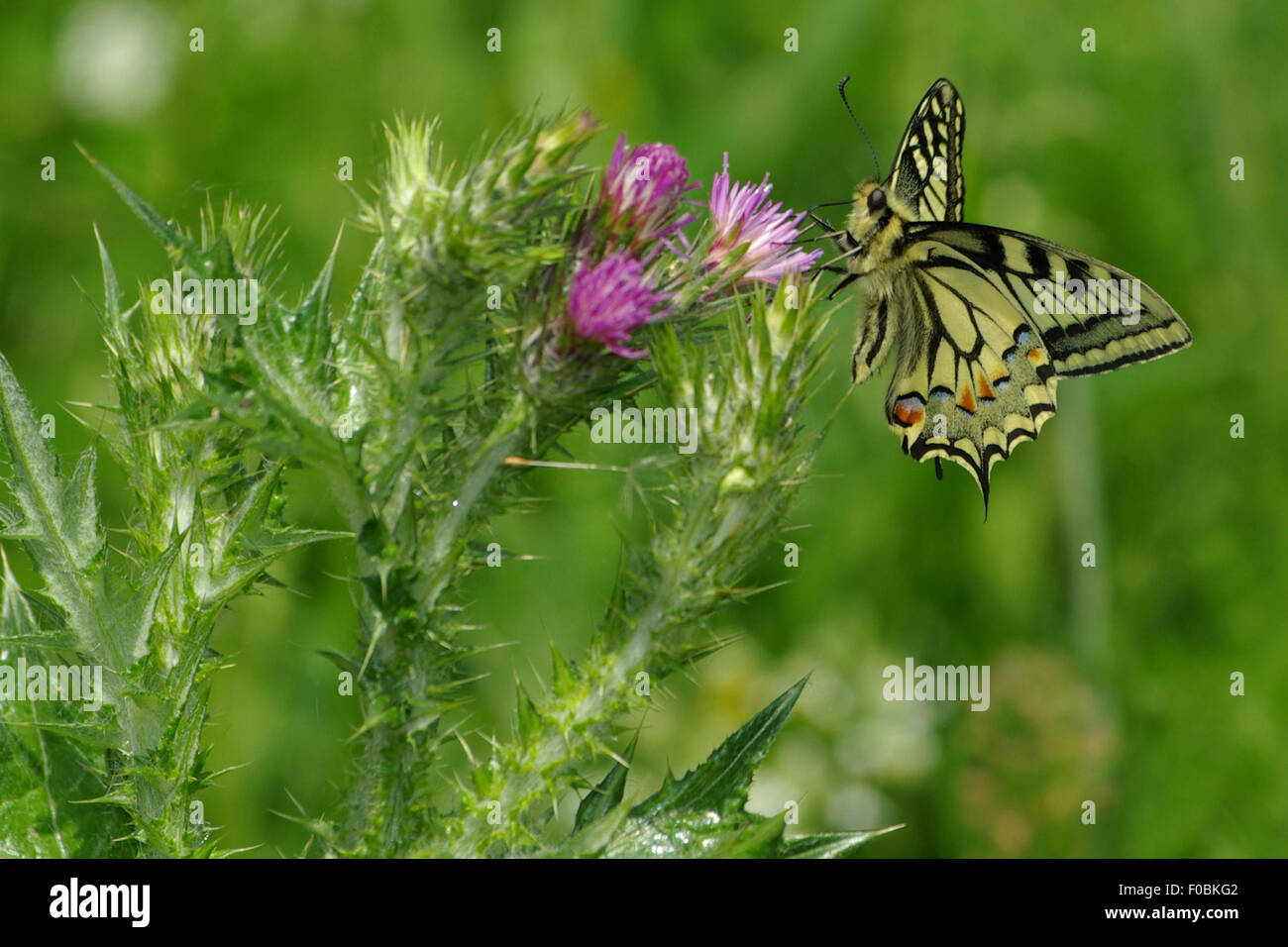 Machaon Schmetterling auf Blume, Italien Stockfoto