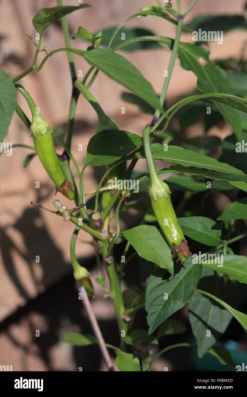 Homegrown Chilis Stockfoto