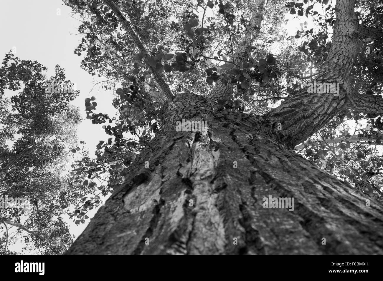 Ein Blick hinauf in den Ästen eines alten Baumes.  Aufgenommen am Kin Coulee Park in Medicine Hat, Alberta, Kanada Stockfoto