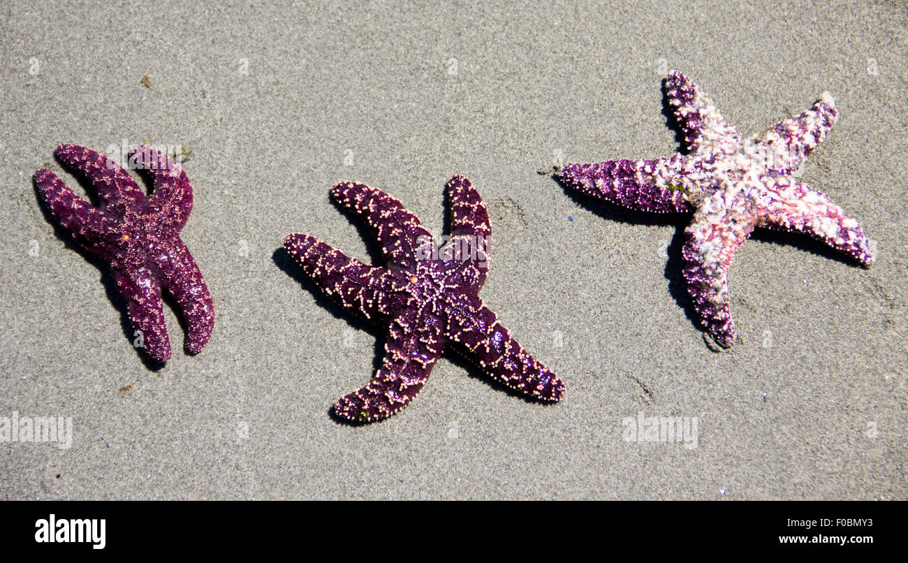 drei lila Seestern am Sandstrand Stockfoto