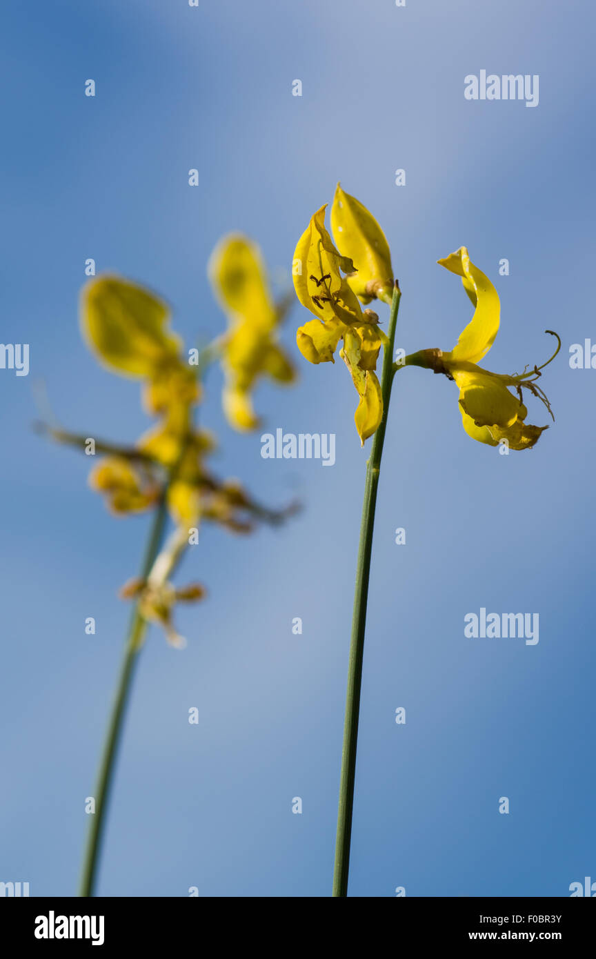 Ginster Blüte in der Toskana, Italien Stockfoto