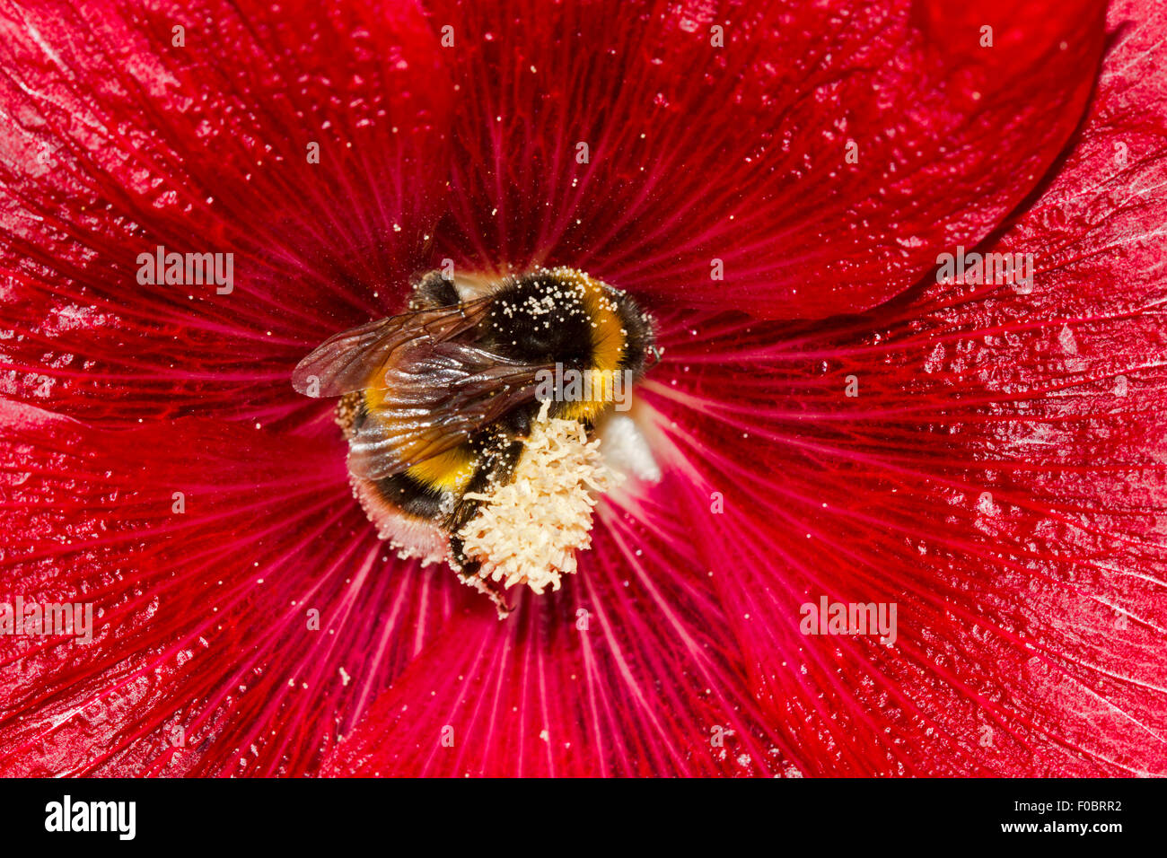 Große Erde Hummel (Bombus Terrestris), bedeckt mit Pollen in der Blüte einer roten gemeinsame Stockrose (Alcea Rosea) Stockfoto