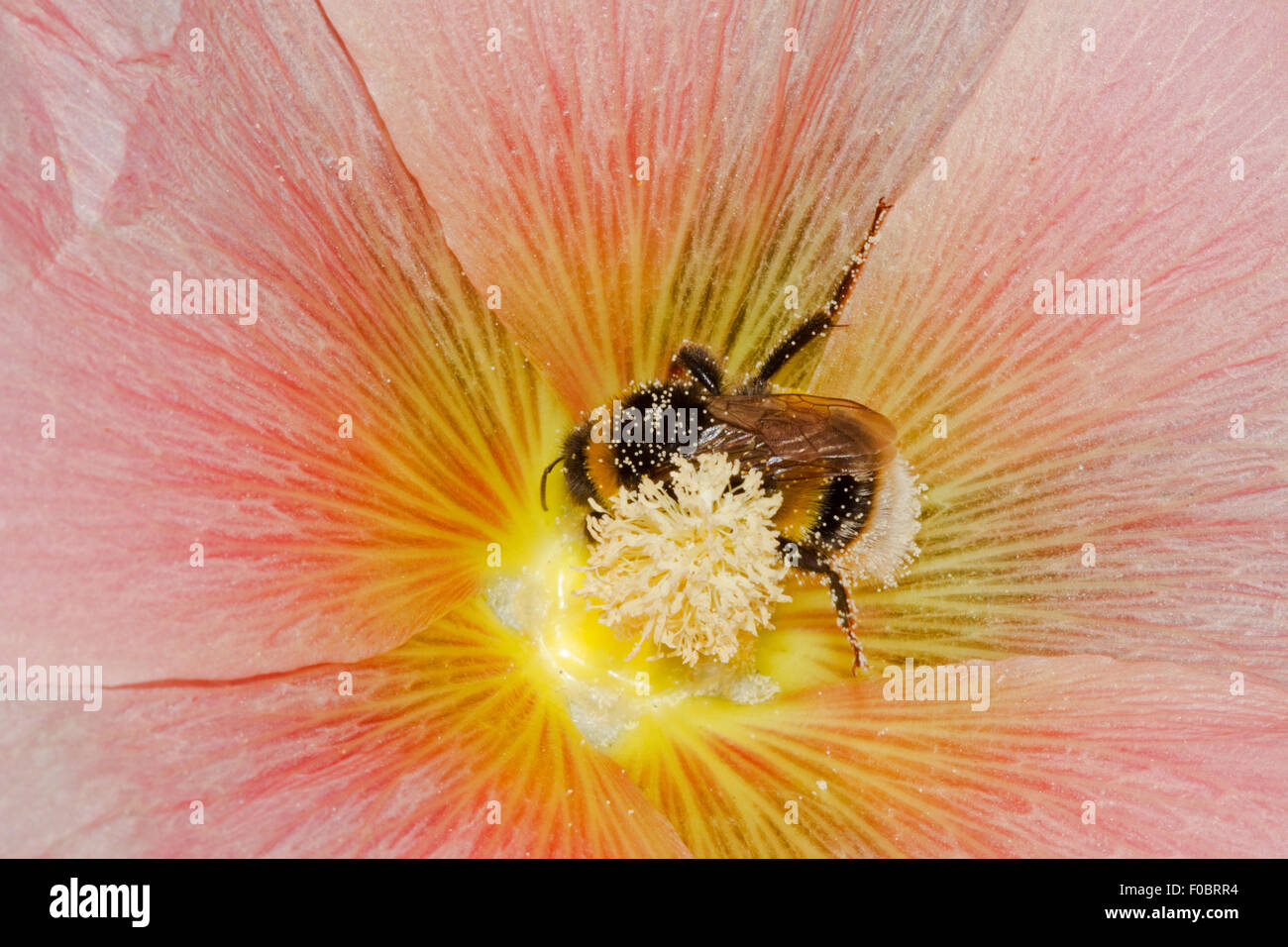 Große Erde Hummel (Bombus Terrestris), bedeckt mit Pollen in der Blüte ein rosa gemeinsame Stockrose (Alcea Rosea) Stockfoto