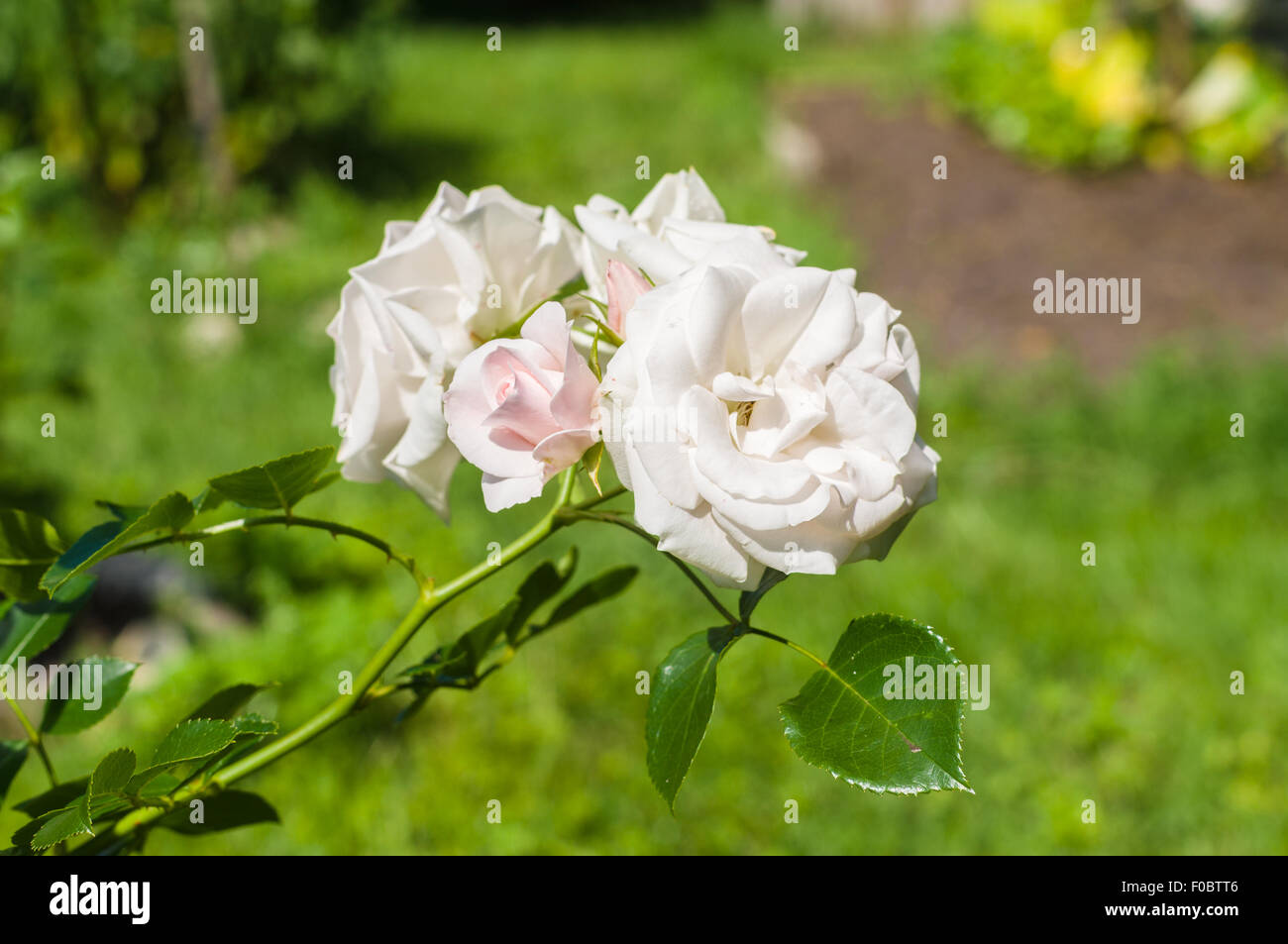 Blass rosa und weißen Rosen Blumen auf einem Hintergrund von Laub Stockfoto