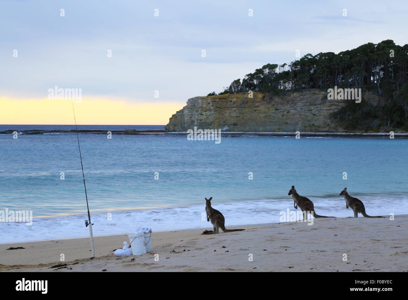 Drei Kängurus am Strand neben Angelrute am Depot Strand im Murramarang National Park, New-South.Wales, Australien. Stockfoto