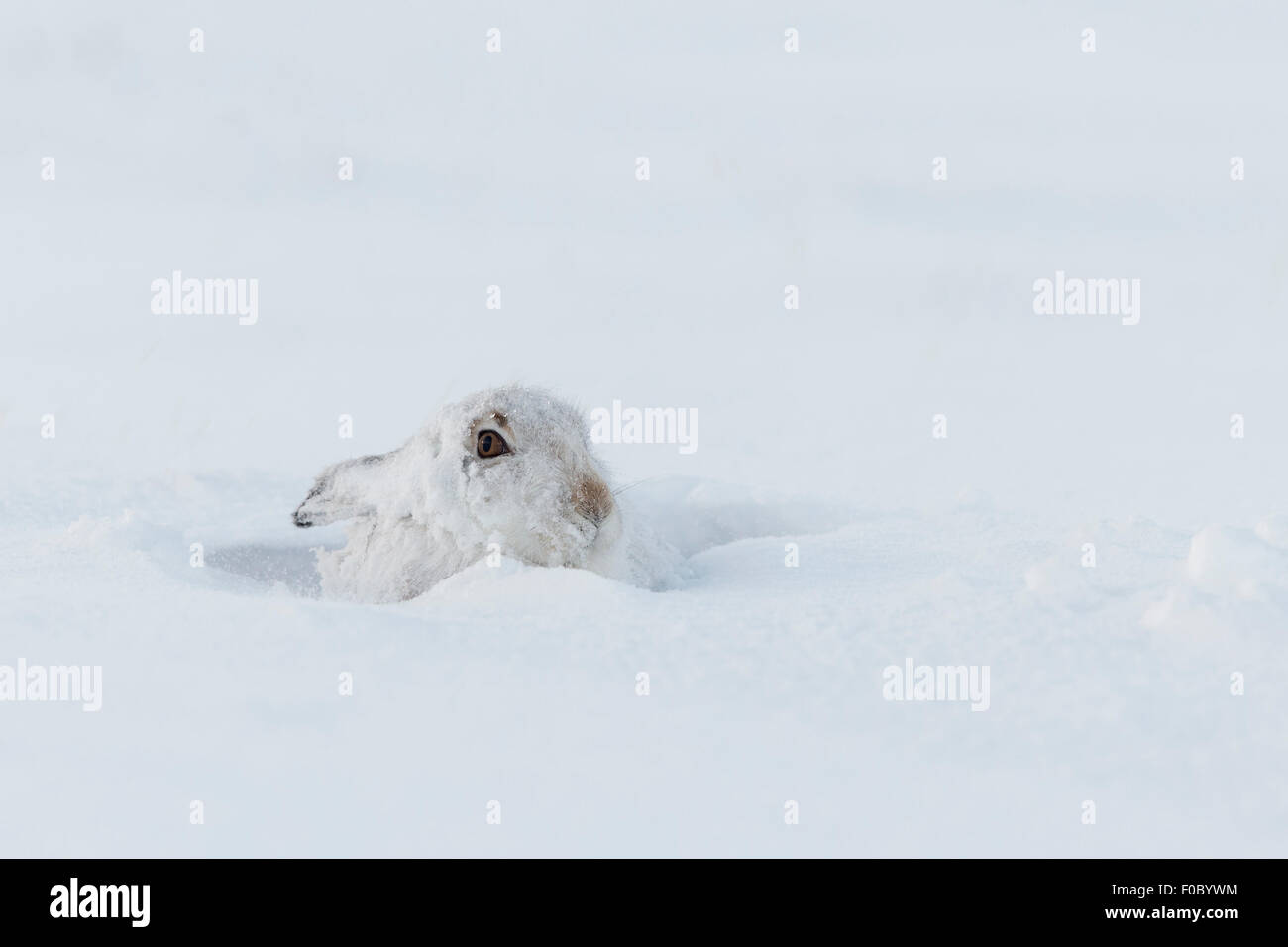 Schneehase (Lepus Timidus) im Wintermantel im Schnee Stockfoto