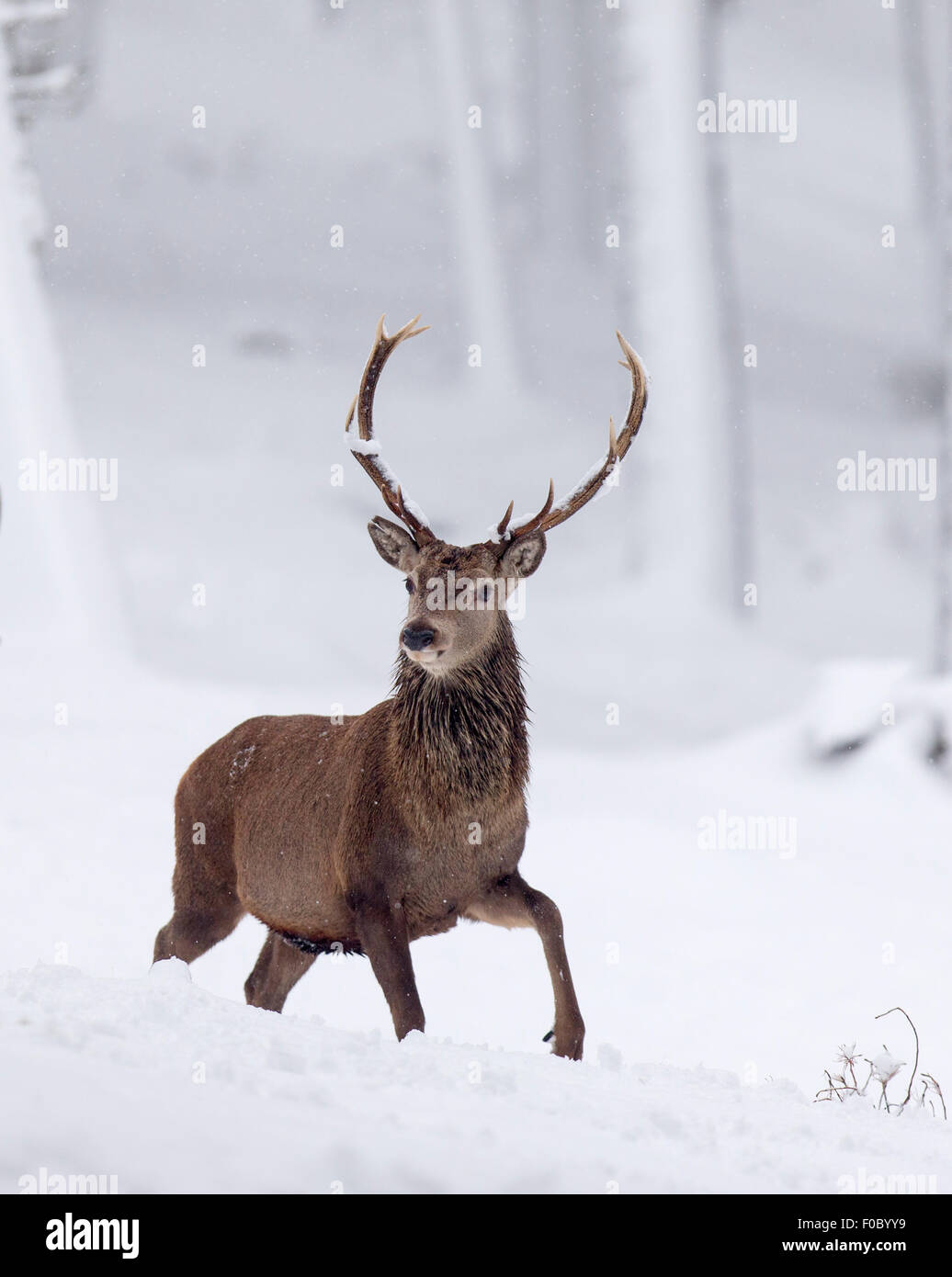 Rothirsch (Cervus Elaphus) Hirsch im verschneiten Wald im winter Stockfoto