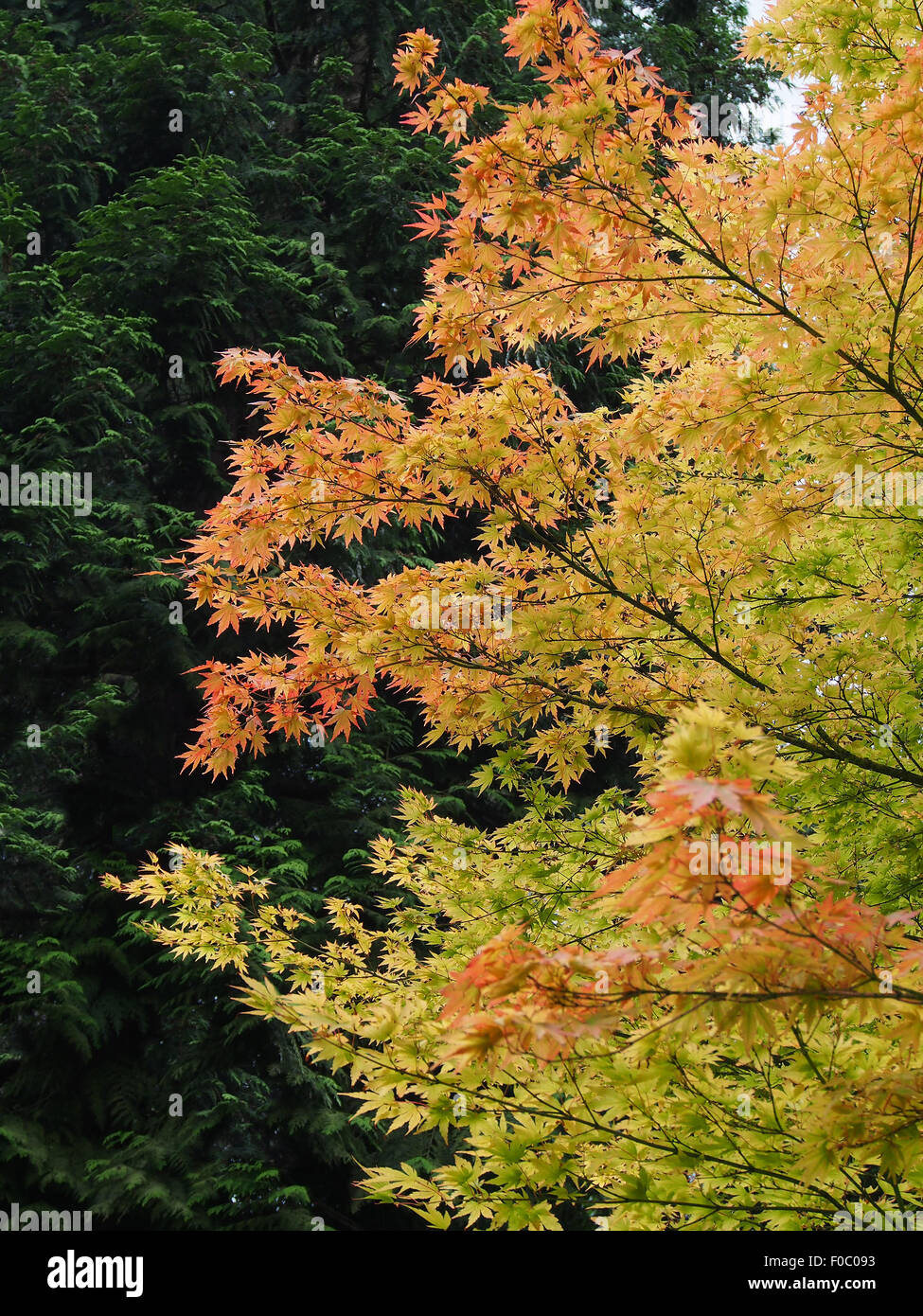 Acer Palmatum Sango-Kaku (Korallen Rinde Ahorn) wachsen neben einem dunklen grünen Nadelbaum im August Stockfoto