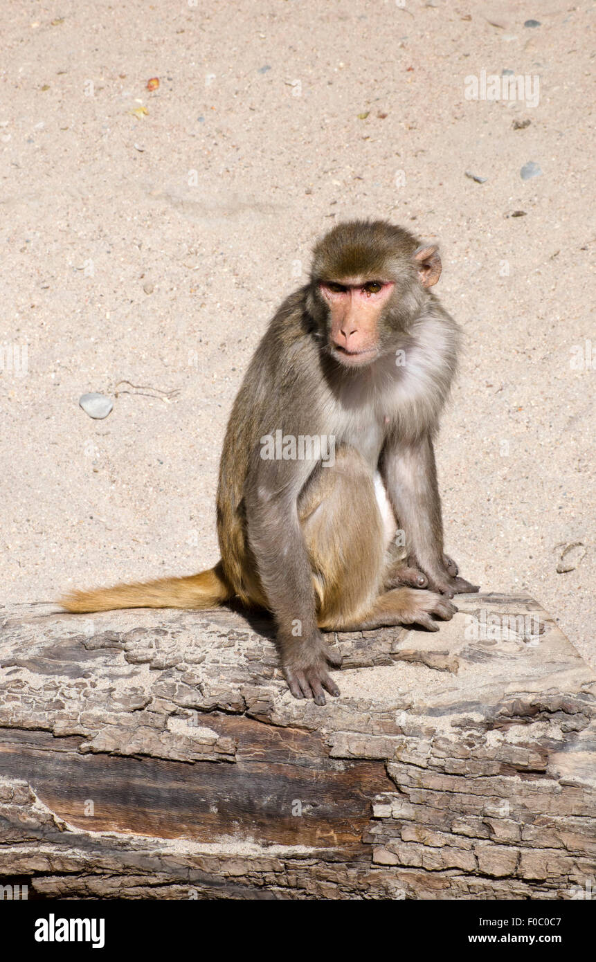 Rhesus-Makaken Affen Macaca Mulatta Heidelberg Zoo Deutschland Stockfoto