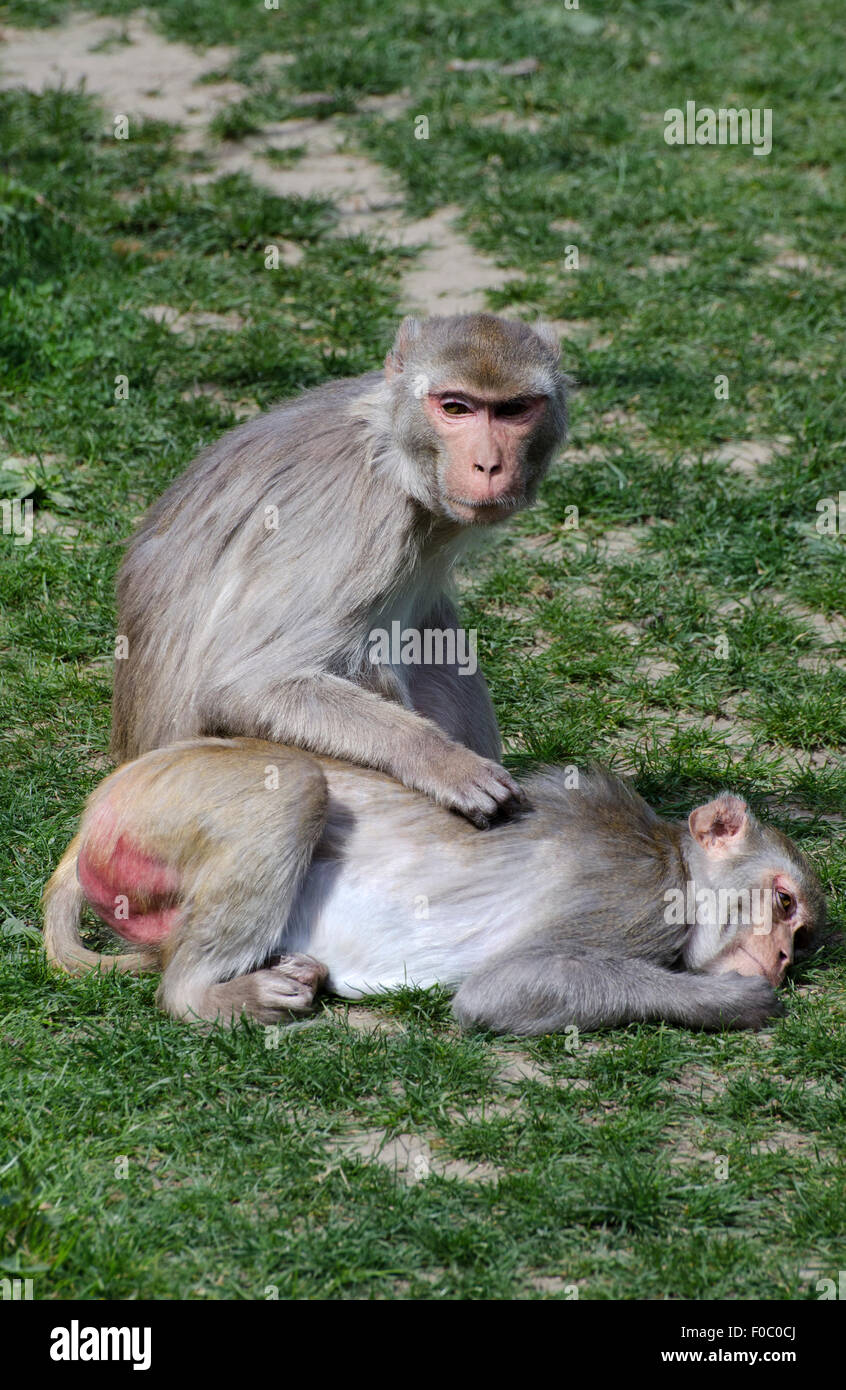 Rhesus-Makaken Affen Macaca Mulatta Pflege Heidelberg Zoo Deutschland Stockfoto