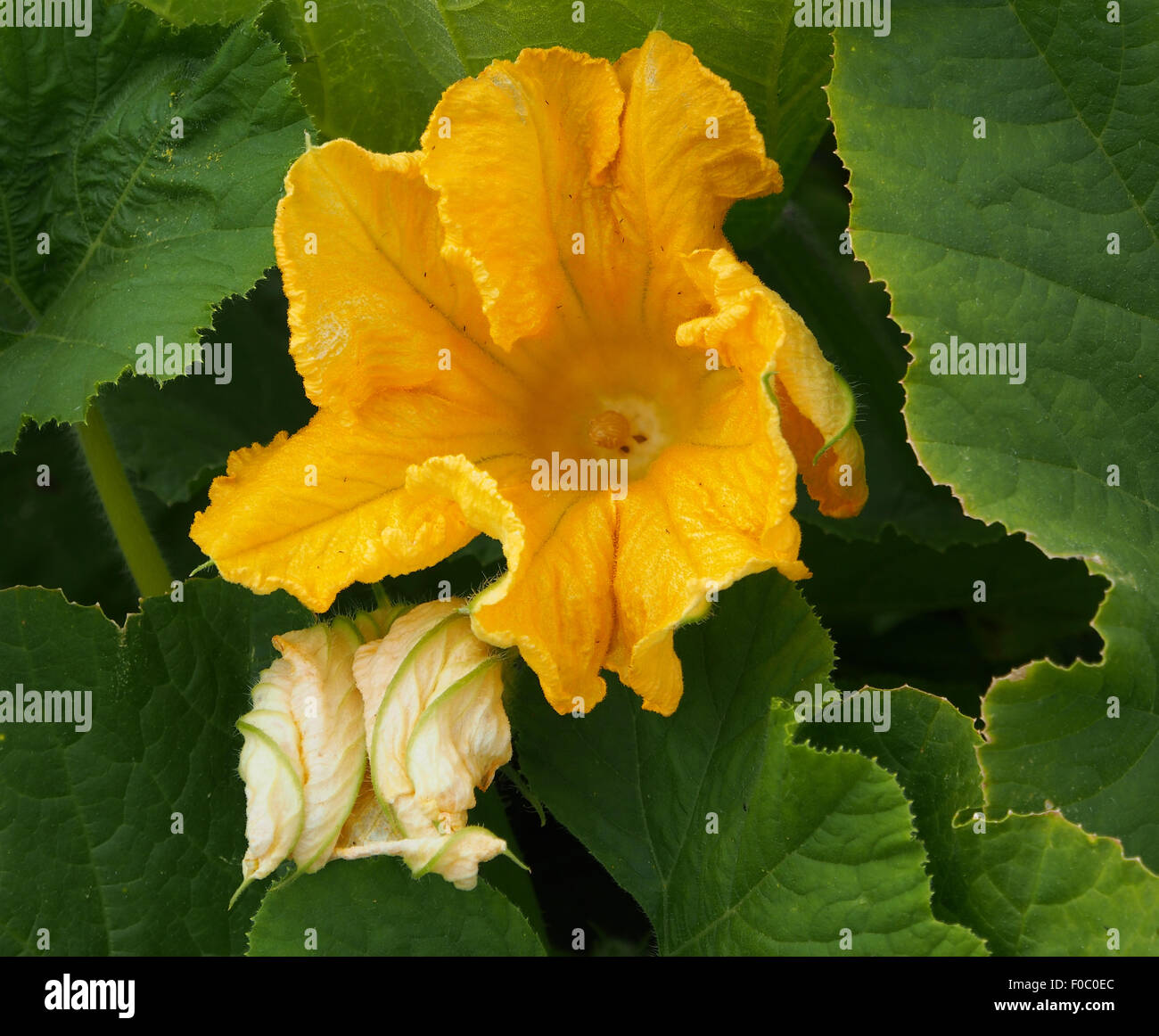 Melonen Pflanzen in Blüte auf einer Zuteilung. Stockfoto