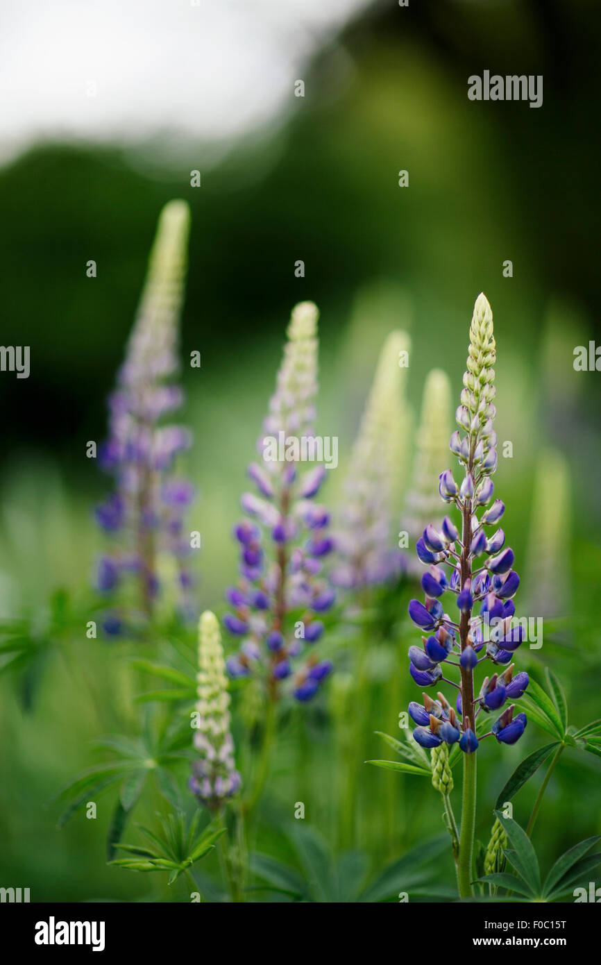 Nahaufnahme von lila Lupinen Blumen wachsen im park Stockfoto