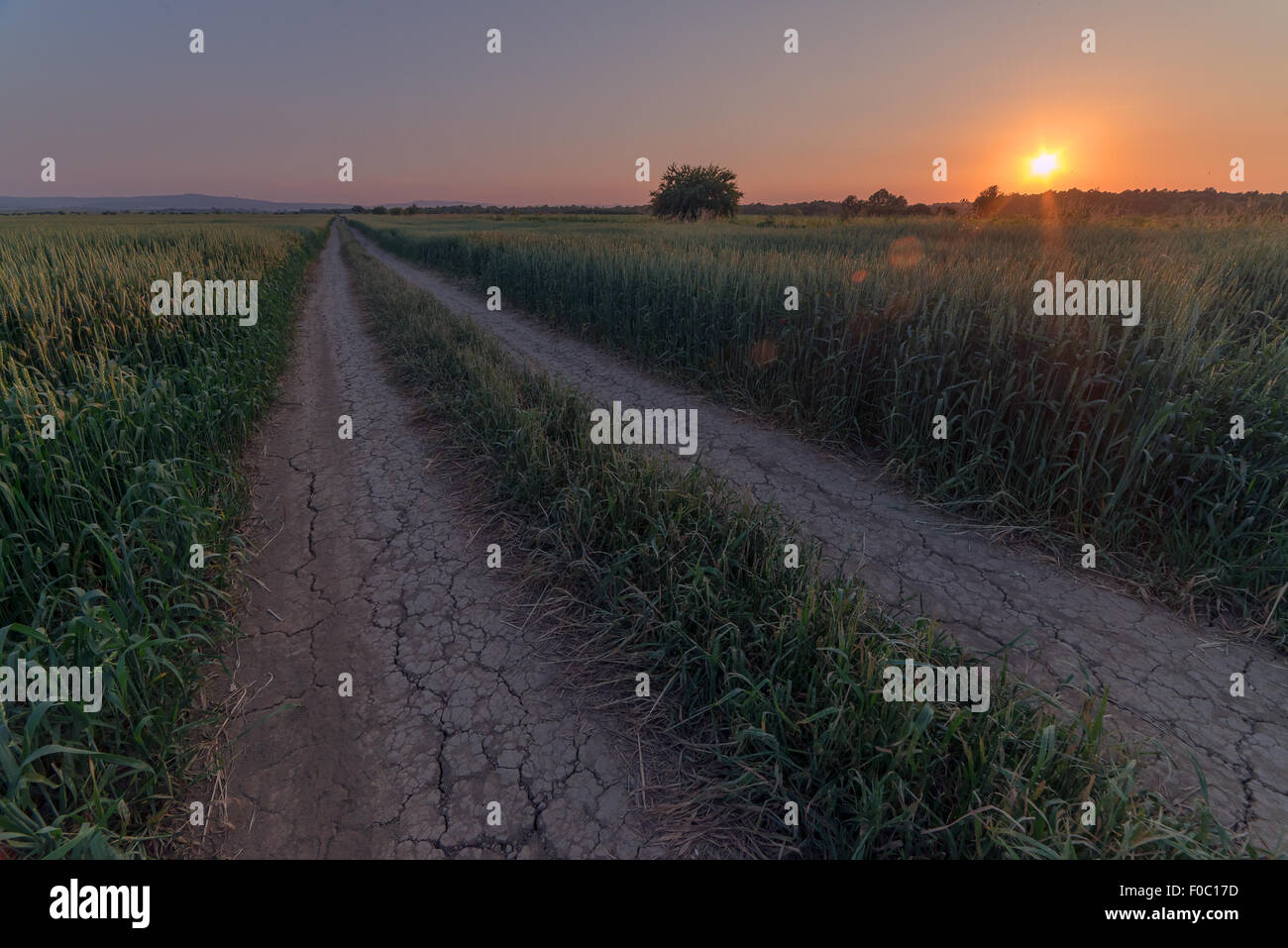 Weizenfeld und orangefarbenen Himmel Stockfoto