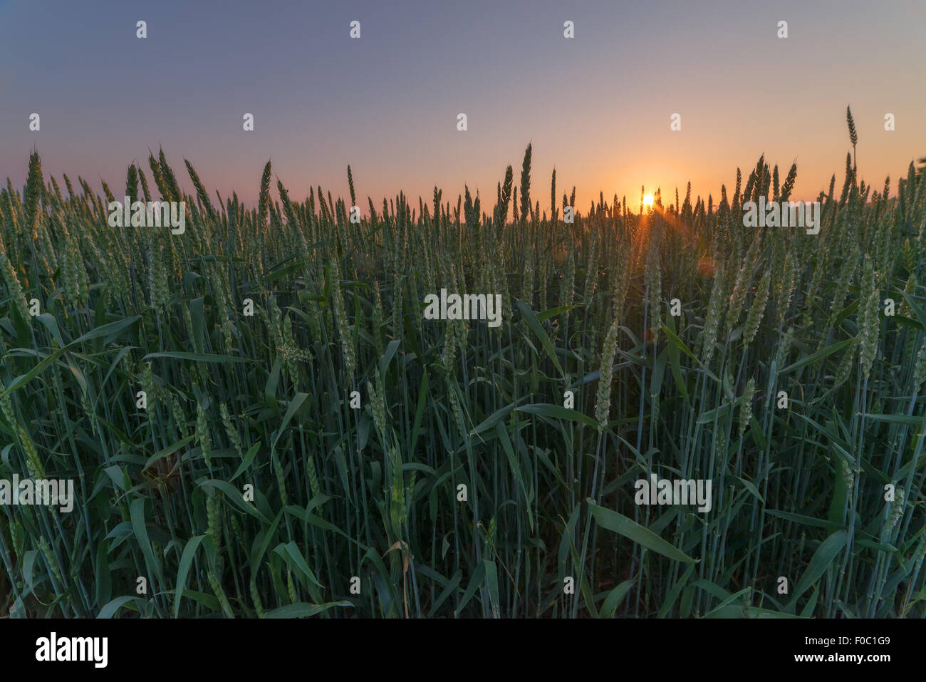 Weizenfeld und orangefarbenen Himmel Stockfoto