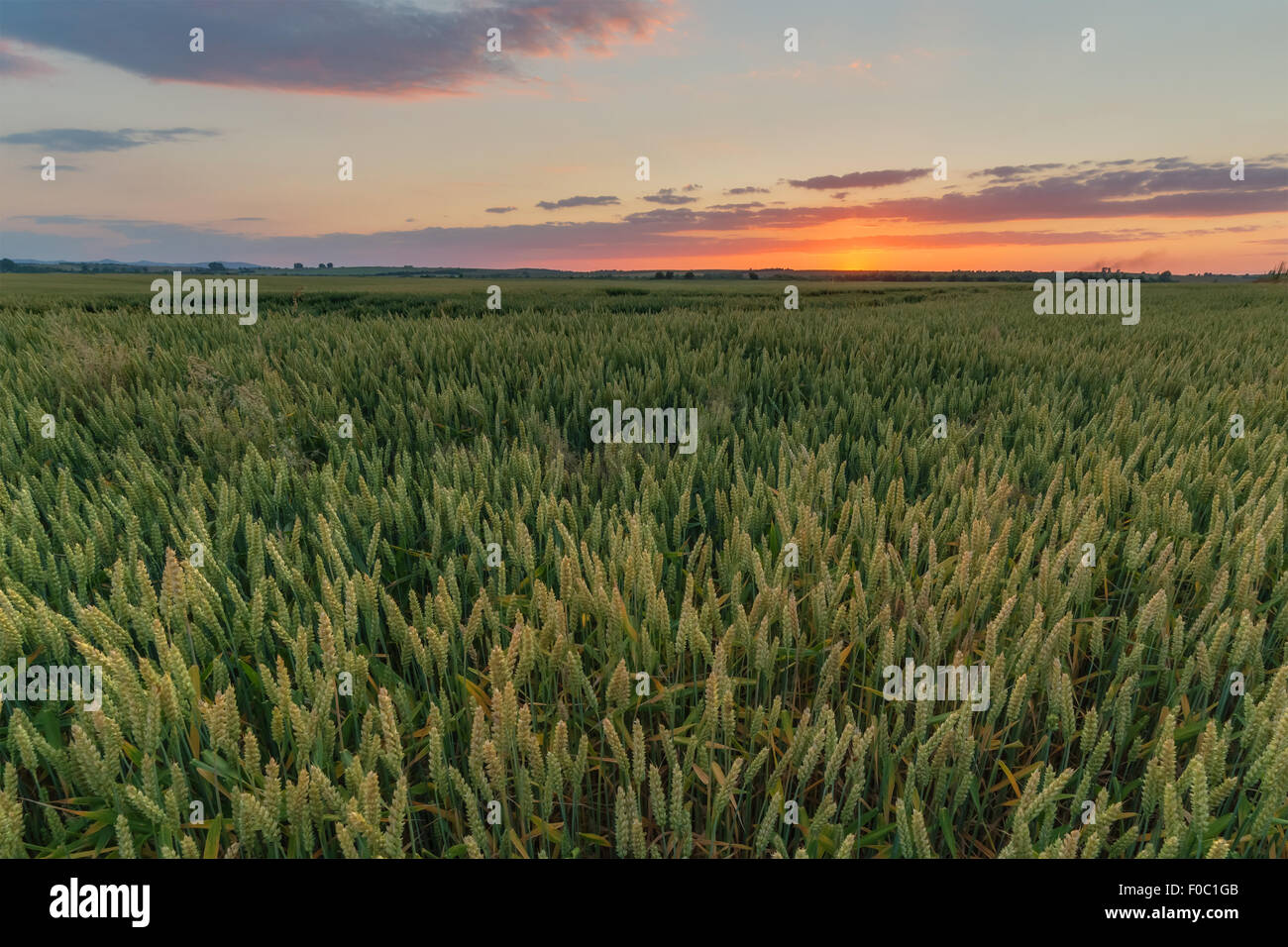 Weizenfeld und orangefarbenen Himmel Stockfoto