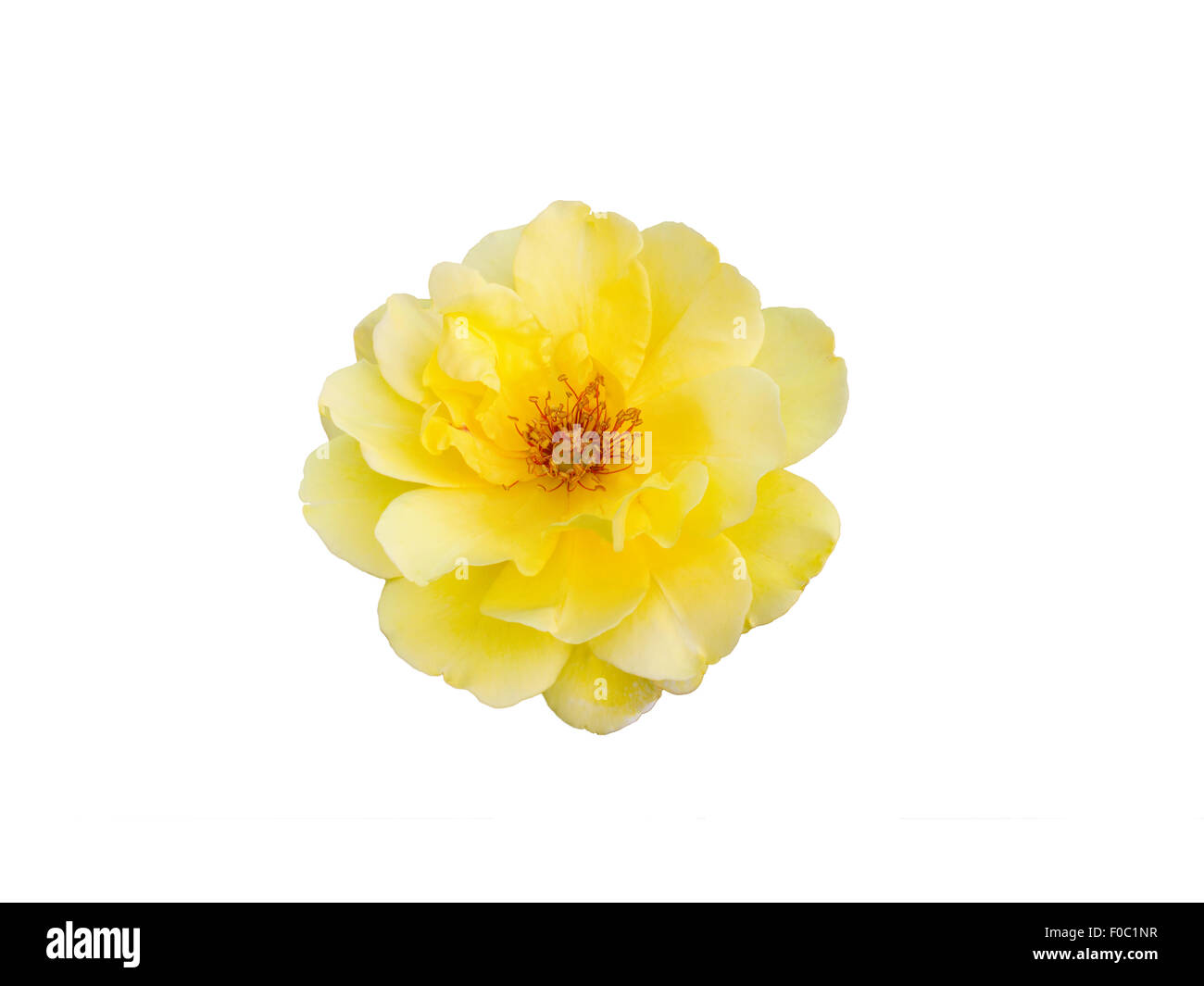 schöne gelbe rose Stockfoto