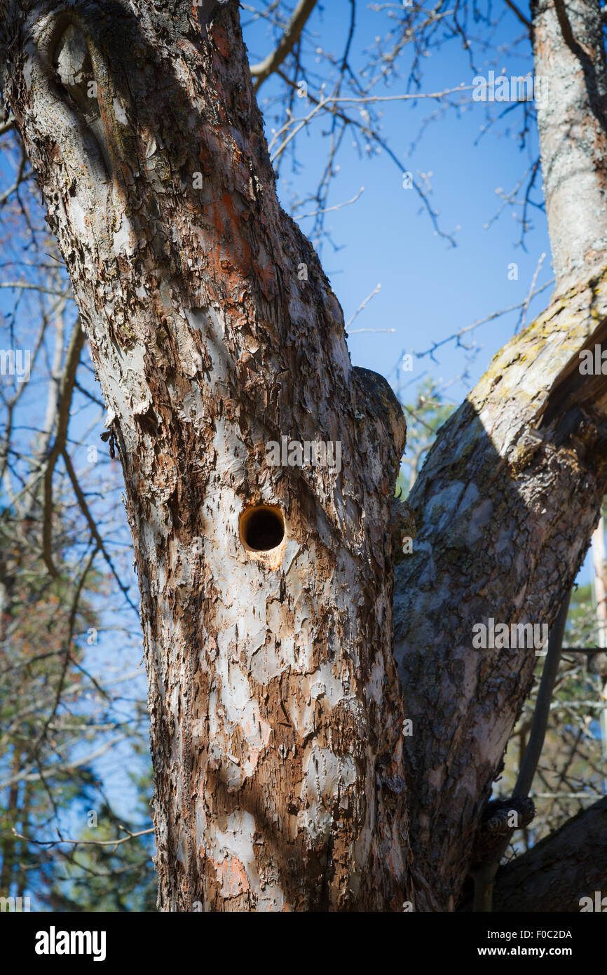 Specht Nest im Apfelbaum Stockfoto
