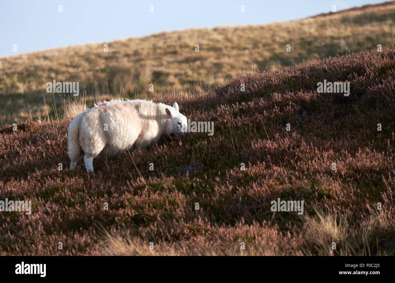 Ein weißes Lamm Fütterung unter die Heide in der englischen Landschaft. Stockfoto