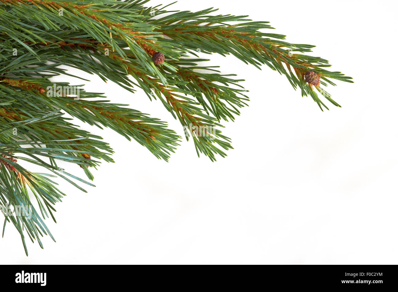 Isolierte Weihnachtsbaum Zweig isoliert auf einem weißen Hintergrund. Stockfoto