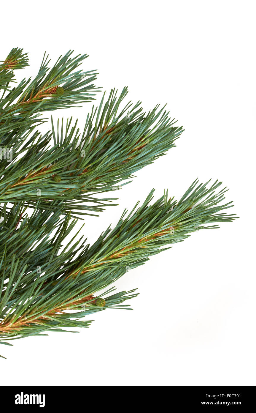 Isolierte Weihnachtsbaum Zweig isoliert auf einem weißen Hintergrund. Stockfoto