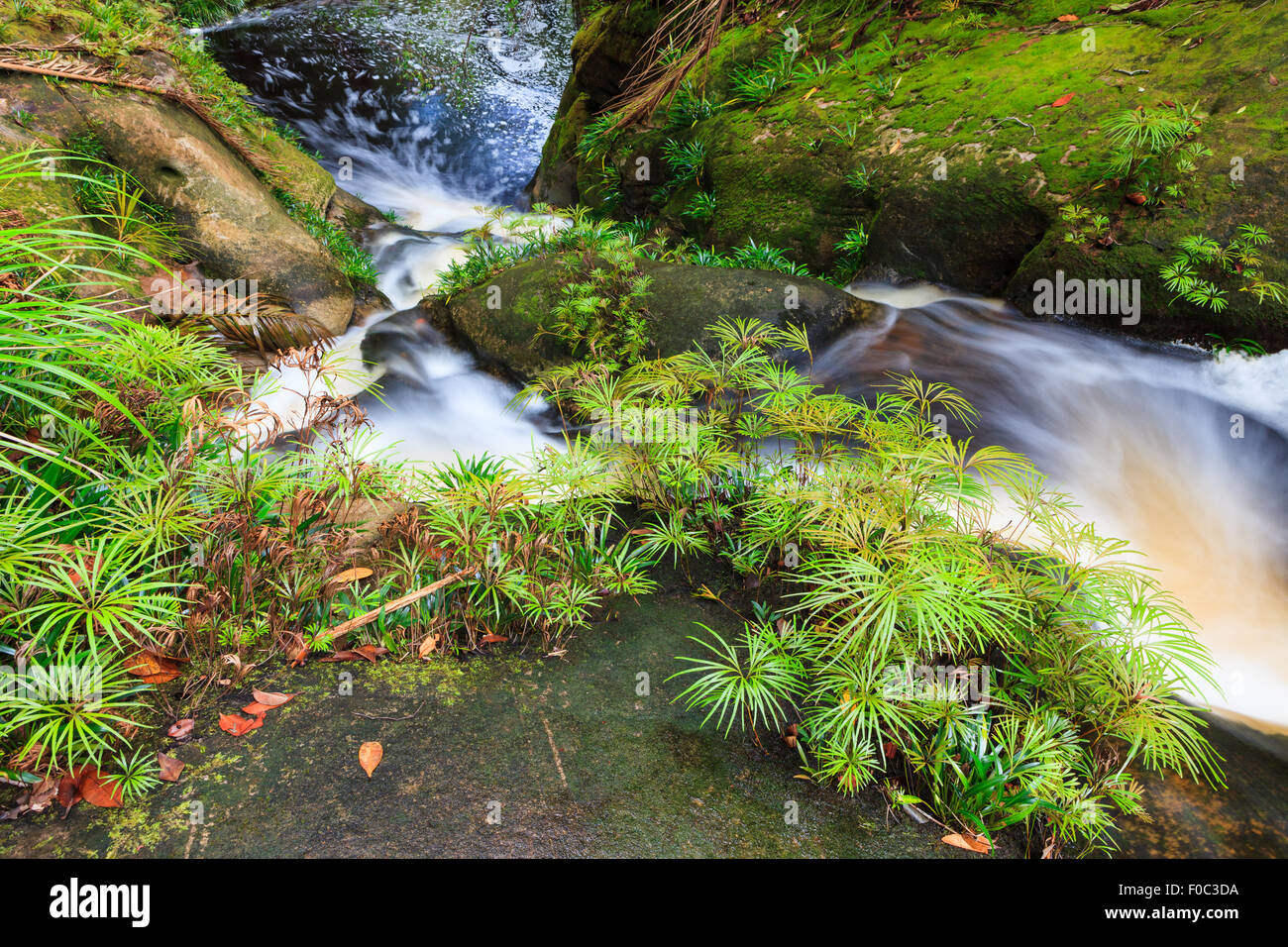 Kleiner Wasserfall im Dschungel Stockfoto