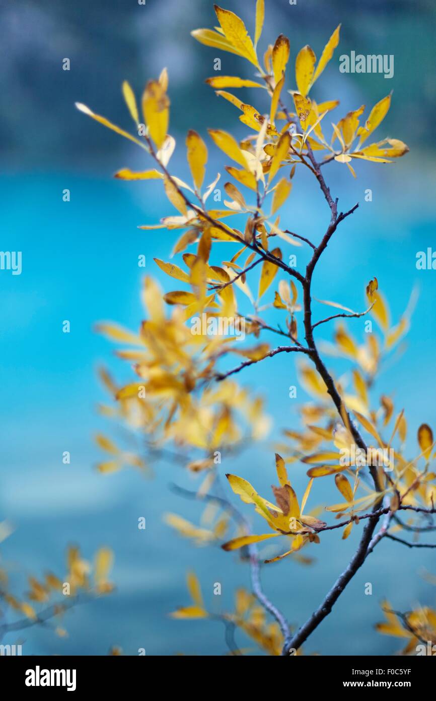 Detail der Herbstblätter auf Zweig Stockfoto