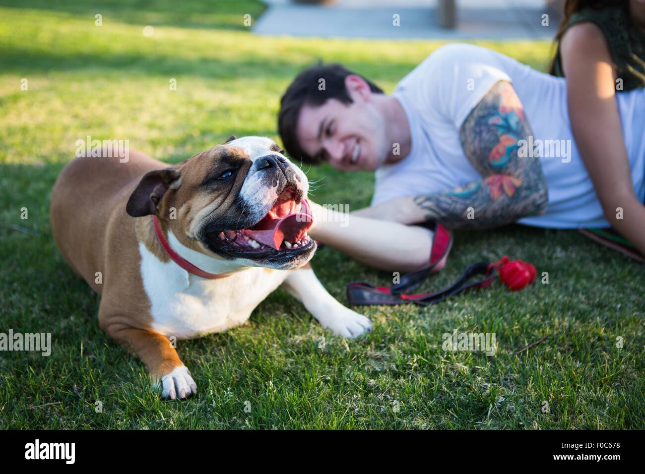 Junger Mann im Park Petting Bulldogge liegend Stockfoto